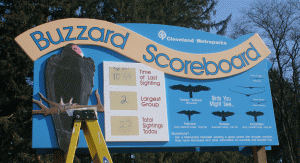 buzzard1 buzzard1