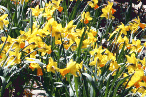 daffodils daffodils