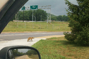 fox1 fox1