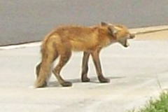 fox1_closeup fox1_closeup
