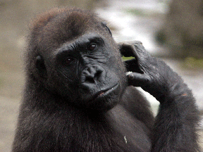 gorilla_pittsburghzoo1 Gorilla - Pittsburgh Zoo