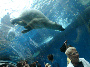 polarbears_pitttsburgh Polar Bears - Pittsburgh Zoo
