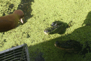 no_gators Gators swamp our boat looking for chicken