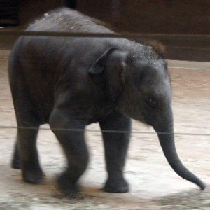 columbuszoo3 Baby Elephant Beco is a big star; people wait in line for 1+ hour to see her.