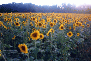 sunflowers