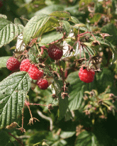 raspberries raspberries