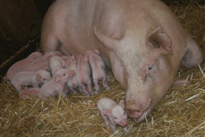 pigs