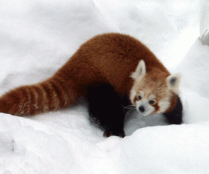redpanda redpanda