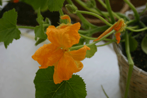 pumpkin pumpkin
