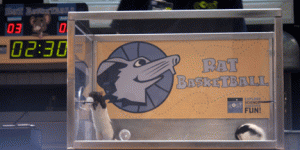 ratbasketball