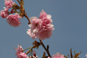 treeblossom
