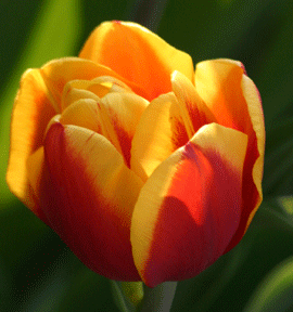 tulips tulips